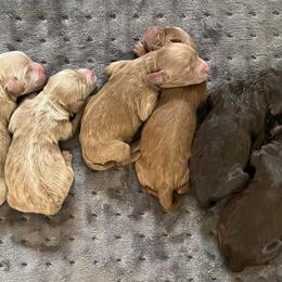 Cavapoos and Poodles from Lana's Poodles & Doodles