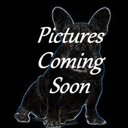 Reina - French Bulldog