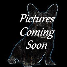 Reina - French Bulldog