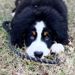 Bernese Mountain Dogs from Black Warrior Ranch