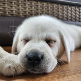 Labrador Retriever Puppies from The Labradors of Sycamore Farms