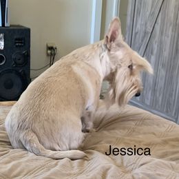 Jessica - Scottish Terrier