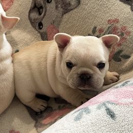 French Bulldog Puppies from The Midwest Frenchies