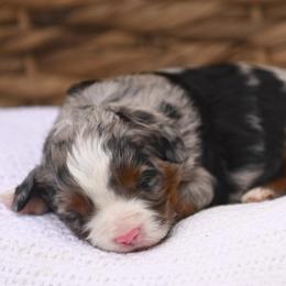 Australian Mountain Doodle, Bernedoodle, and Cavapoo Puppies from Cedar Wood Farms