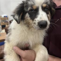 Violet - Blue merle female Australian Shepherd puppy in Tyler, Texas from In the Piney Woods ETX