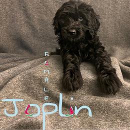 Bernedoodle, Goldendoodle, and Sheepadoodle Puppies from Golden-Doods and Company