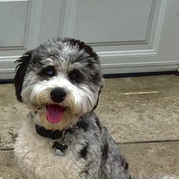 Louis - Aussiedoodle