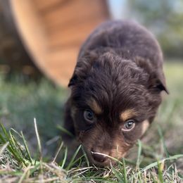 Banshee - Red tri female Miniature Australian Shepherd puppy in Bethany, Illinois from Rachel at Marrowbone Creek Aussies