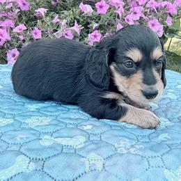 Farrah - Black and cream female Dachshund puppy in Cherry Tree, Oklahoma from Peavine Creek Dachshunds