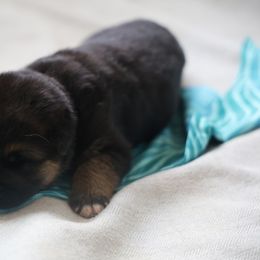 German Shepherd Puppies from Milestone GSDs