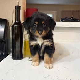 Journey - Black tri female Miniature Australian Shepherd puppy in Fredericksburg, Texas from Wrenfalls Paradise