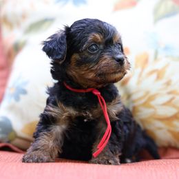 Red Collar : Barney - Black and gold male Yorkipoo puppy in Augusta, West Virginia from Cricket Hollow Canines