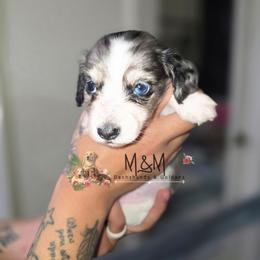 Ramsey - Dapple female Dachshund puppy in Stockton, California from M&M Dachshund's & Goldens