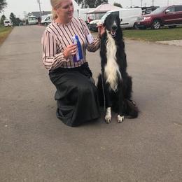 Bear - Borzoi