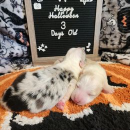 Border Collie puppies from Lake Ridge Border Collies