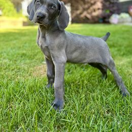 Weimaraner Puppies from Three Oak’s Kennel