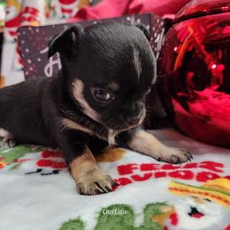 Chihuahua Puppies from OutLaw Chihuahua's