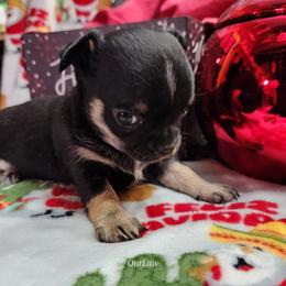 Chihuahua Puppies from OutLaw Chihuahua's