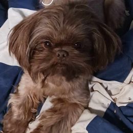 Joey - Shih Tzu