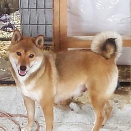 Scarlett - Shiba Inu