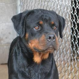LAKEVIEW'S SHE FANCY - Black and mahogany female Rottweiler puppy in Dawson Springs, Kentucky from Lakeview Rottweilers
