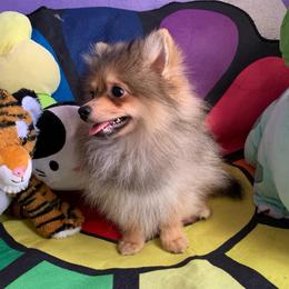 PLUTO - Orange sable male Pomeranian puppy in Los Angeles, California from Lucky Poms of LA