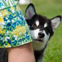 Alaskan Malamute Puppies from Kaylatee Alaskan Malamutes