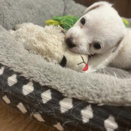 Border Collie and Jack Russell Terrier Puppies from CP FARMS BORDER COLLIES N JACKS CORP
