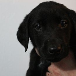 Golden Retriever and Labrador Retriever Puppies from Trenlock Kennels