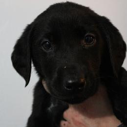 Golden Retriever and Labrador Retriever Puppies from Trenlock Kennels