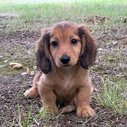 Levi - Red male Dachshund puppy in Lancaster, South Carolina from Oakview Kennels