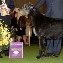 Irish Wolfhounds from Paragon Irish Wolfhounds