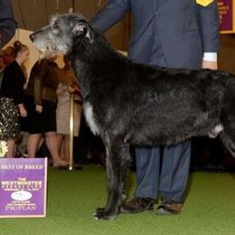 Irish Wolfhounds from Paragon Irish Wolfhounds