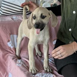 Annie - Black Mouth Cur