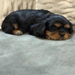 Boy 1 - Black and tan male Cavalier King Charles Spaniel puppy in Solon, Iowa from Hickory House Cavaliers