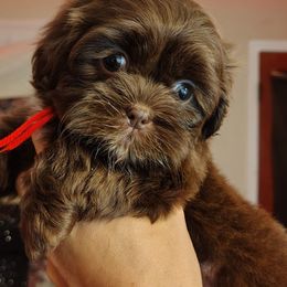 Millie - Chocolate female Shih Tzu puppy in Memphis, Tennessee from Thorntons Fur Crew