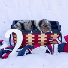 Gill - Blue merle male Australian Shepherd puppy in Eubank, Kentucky from Ashlee's Aussies