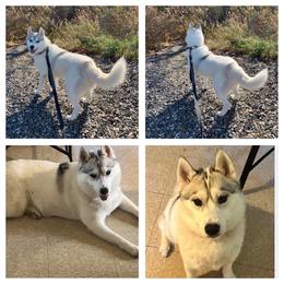 Angel - Siberian Husky