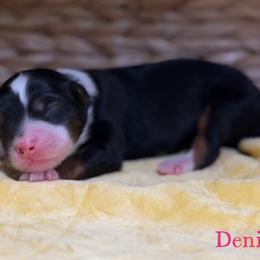 Denim - female Australian Mountain Doodle puppy in Henry, Illinois from Rowe Farms Doodles