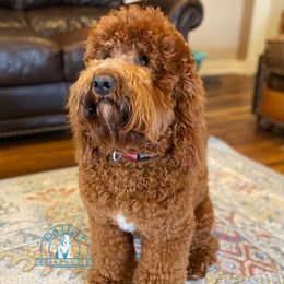 Teddy - Australian Labradoodle