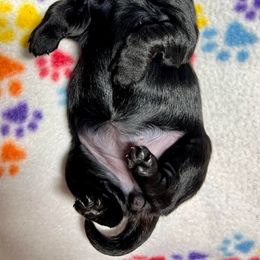 Goldendoodle and Poodle Puppies from SnickerDoodlePups