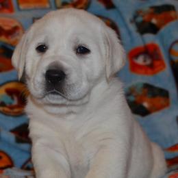 Labrador Retriever puppies from Badland Kennel