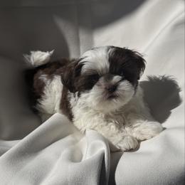 Cleopatra - Liver and white female Shih Tzu puppy in Las Vegas, Nevada from Vegas Shih Tzus