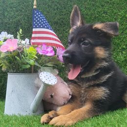 Female 1 - Black and red female German Shepherd puppy in Rockfield, Kentucky from Cheveyo German Shepherds