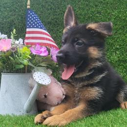 Female 1 - Black and red female German Shepherd puppy in Rockfield, Kentucky from Cheveyo German Shepherds