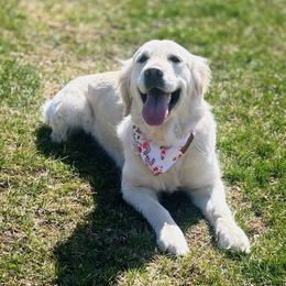 Golden Retriever puppies from Alfalfa Lane Adventures