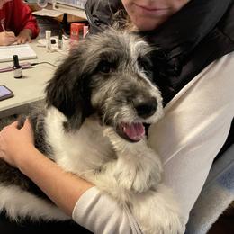 Nita - Aussiedoodle puppy from Love my doodles/ Aussiedoodle love