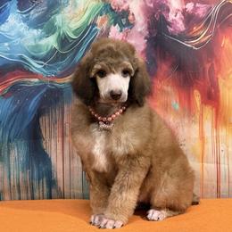 Orange - Sable female Poodle puppy in Houma, Louisiana from Smart Azz Poodles