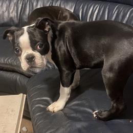 AVA GRACE - Boston Terrier