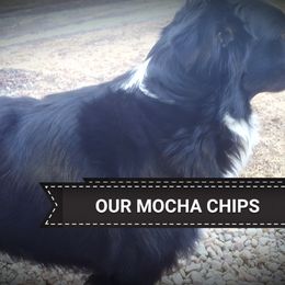 Birdie - Australian Shepherd